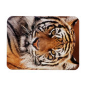 Sumatraanse Tijger Magneet (Horizontaal)