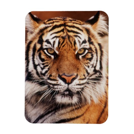 Sumatraanse Tijger Magneet (Verticaal)
