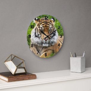 Sumatraanse Tijger Natuurfoto Grote Klok