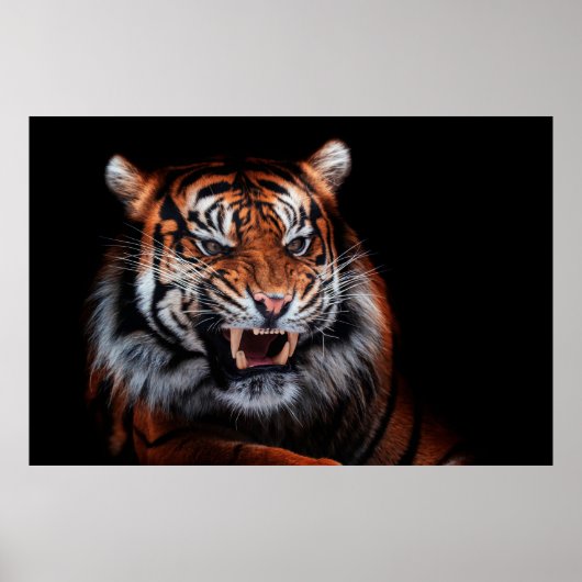 Sumatraanse tijger (Panthera tigris sumatrae) beau Poster (Voorkant)