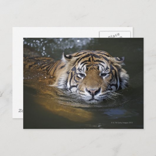 Sumatraanse tijger, Panthera tigris sumatrae Briefkaart (Voorkant / Achterkant)