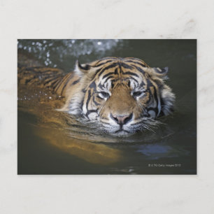 Sumatraanse tijger, Panthera tigris sumatrae Briefkaart