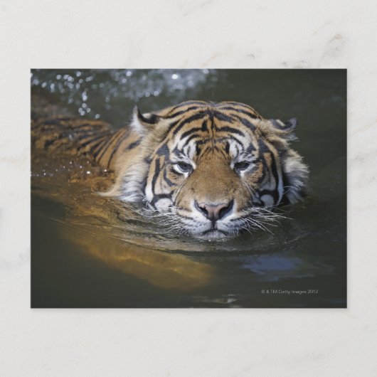 Sumatraanse tijger, Panthera tigris sumatrae Briefkaart (Voorkant)