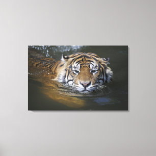 Sumatraanse tijger, Panthera tigris sumatrae Canvas Afdruk