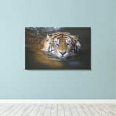 Sumatraanse tijger, Panthera tigris sumatrae Canvas Afdruk (Insitu (Houten vloer))
