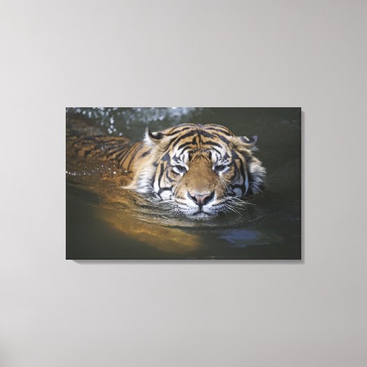 Sumatraanse tijger, Panthera tigris sumatrae Canvas Afdruk (Voorkant)