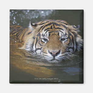 Sumatraanse tijger, Panthera tigris sumatrae Magneet