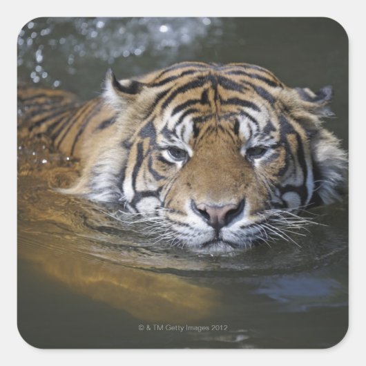 Sumatraanse tijger, Panthera tigris sumatrae Vierkante Sticker (Voorkant)
