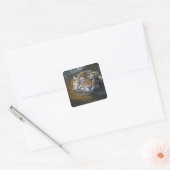 Sumatraanse tijger, Panthera tigris sumatrae Vierkante Sticker (Envelop)