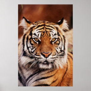 Sumatraanse Tijger Poster