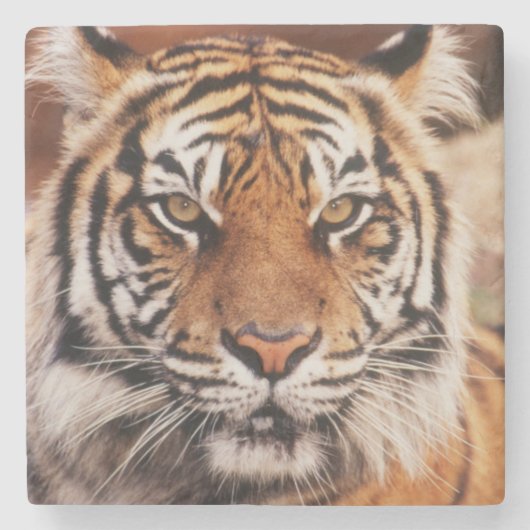 Sumatraanse Tijger Stenen Onderzetter (Voorkant)