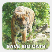 Sumatraanse tijger Sticker (Voorkant)