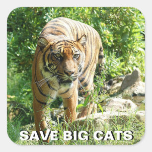 Sumatraanse tijger Sticker