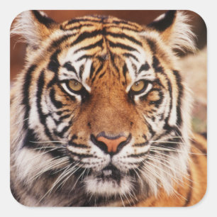 Sumatraanse Tijger Vierkante Sticker