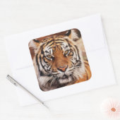 Sumatraanse Tijger Vierkante Sticker (Envelop)