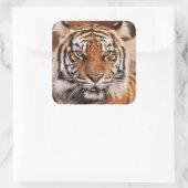 Sumatraanse Tijger Vierkante Sticker (Tas)