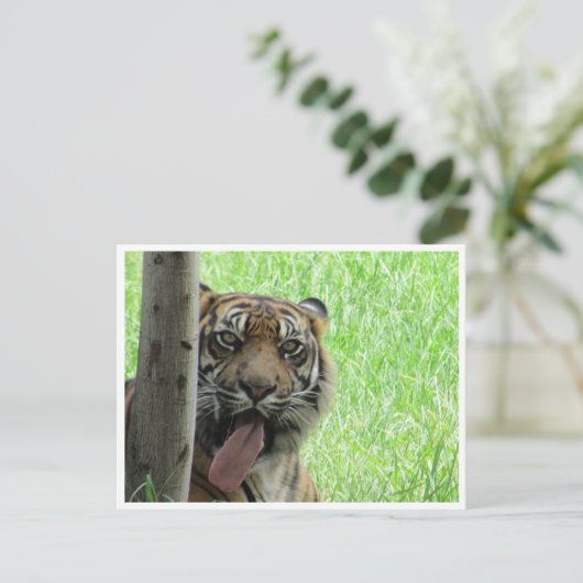sumatraattijger briefkaart (Staand voorkant)