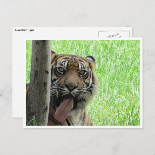 sumatraattijger briefkaart (Voorkant / Achterkant)