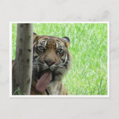 sumatraattijger briefkaart (Voorkant)