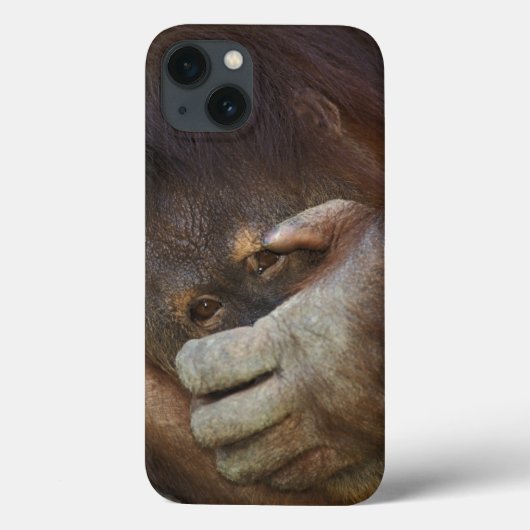 Sumatran Orangutan, Pongo pygmaeus Case-Mate iPhone Case (Achterkant)