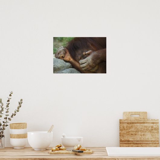Sumatran Orangutan, Pongo pygmaeus Poster (Keuken)