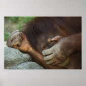 Sumatran Orangutan, Pongo pygmaeus Poster (Voorkant)