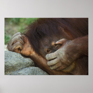 Sumatran Orangutan, Pongo pygmaeus Poster