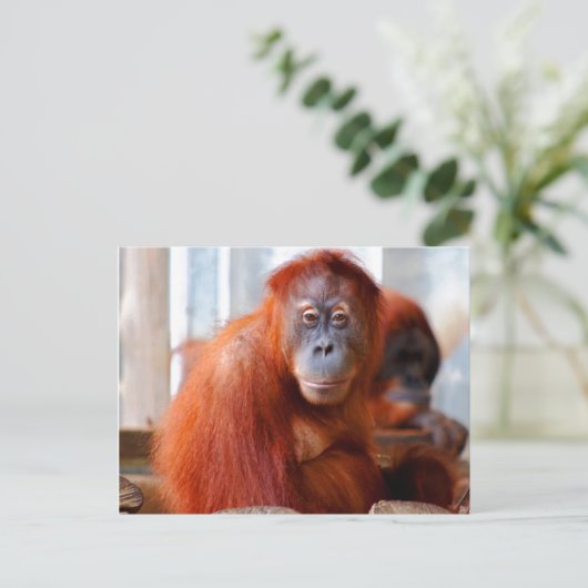 Sumatran Orangutan, vriendschappelijk en intellige Briefkaart (Staand voorkant)