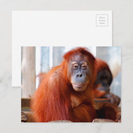 Sumatran Orangutan, vriendschappelijk en intellige Briefkaart (Voorkant / Achterkant)