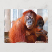 Sumatran Orangutan, vriendschappelijk en intellige Briefkaart (Voorkant)