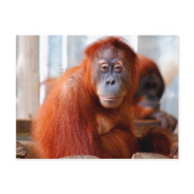 Sumatran Orangutan, vriendschappelijk en intellige
