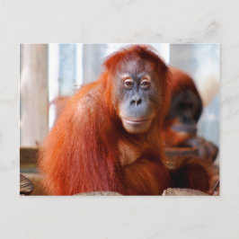 Sumatran Orangutan, vriendschappelijk en intellige Briefkaart