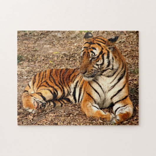 Sumatran Tiger 2 Legpuzzel (Horizontaal)