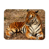 Sumatran Tiger 2 Magneet (Horizontaal)