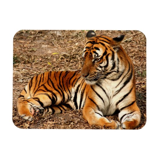 Sumatran Tiger 2 Magneet (Horizontaal)
