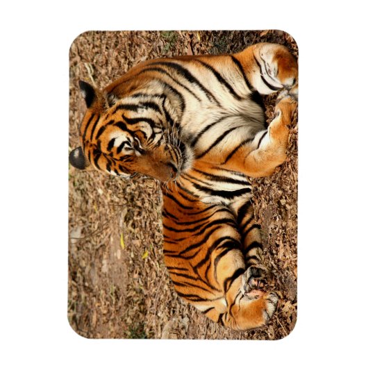Sumatran Tiger 2 Magneet (Verticaal)