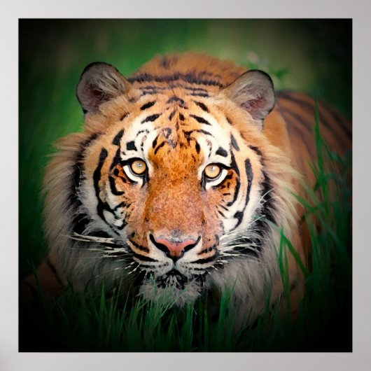 Sumatran Tiger Art Print Poster (Voorkant)
