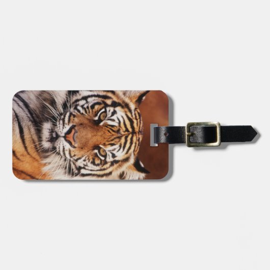 Sumatran Tiger Bagagelabel (Voorkant horizontaal)