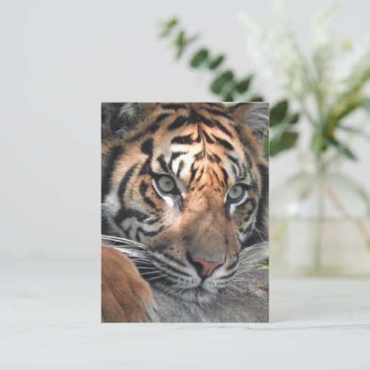 Sumatran Tiger Briefkaart (Staand voorkant)