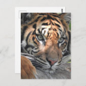 Sumatran Tiger Briefkaart (Voorkant / Achterkant)