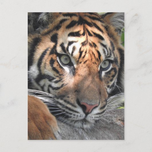 Sumatran Tiger Briefkaart (Voorkant)