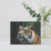 Sumatran Tiger Briefkaart (Staand voorkant)