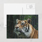 Sumatran Tiger Briefkaart (Voorkant / Achterkant)