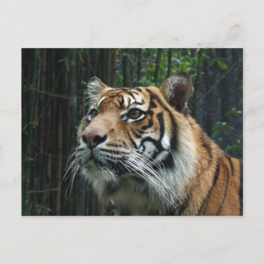 Sumatran Tiger Briefkaart (Voorkant)