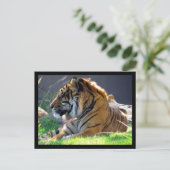Sumatran Tiger Briefkaart (Staand voorkant)