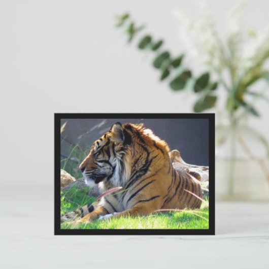 Sumatran Tiger Briefkaart (Staand voorkant)