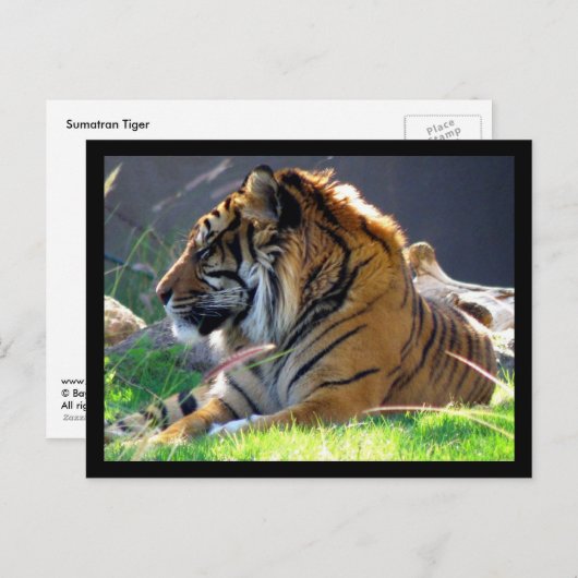 Sumatran Tiger Briefkaart (Voorkant / Achterkant)