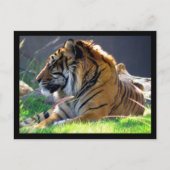 Sumatran Tiger Briefkaart (Voorkant)