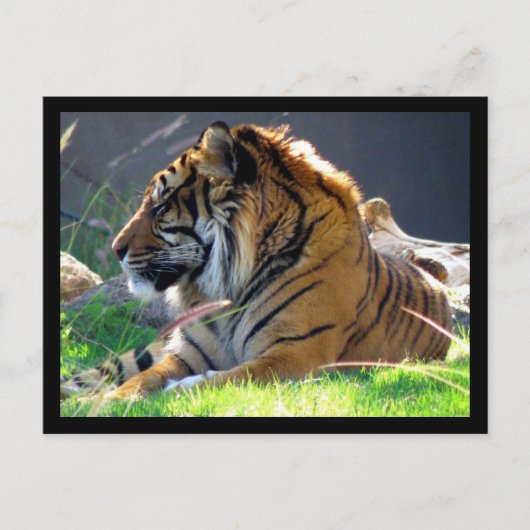 Sumatran Tiger Briefkaart (Voorkant)