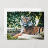 Sumatran Tiger Briefkaart (Voorkant / Achterkant)